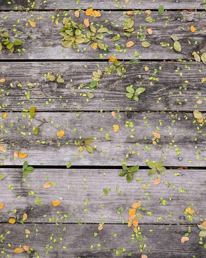 Grow Your Own